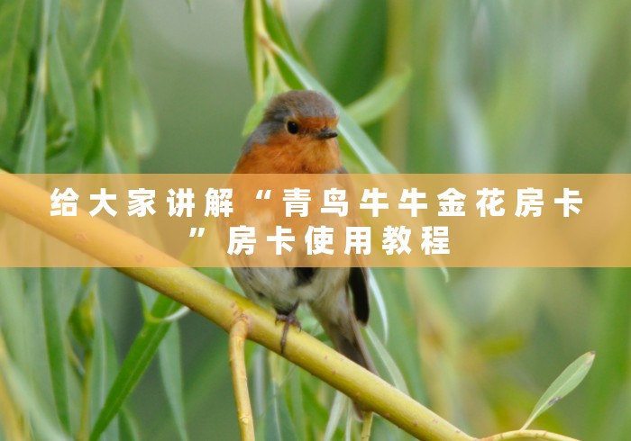 给 大 家 讲 解 “ 青 鸟 牛 牛 金 花 房 卡 ” 房 卡 使 用 教 程	