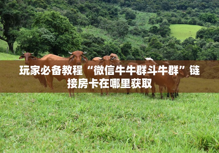 玩家必备教程“微信牛牛群斗牛群”链接房卡在哪里获取